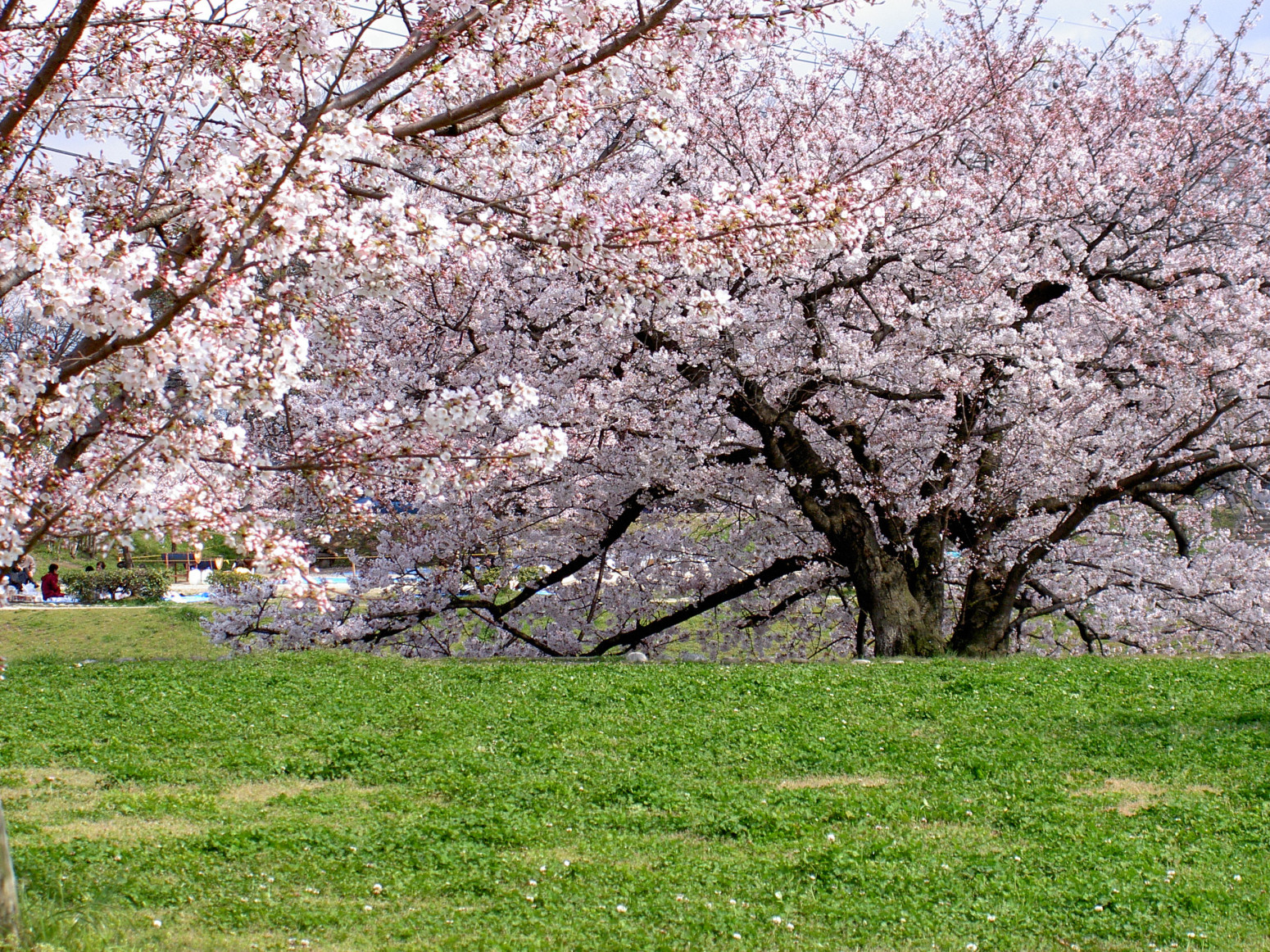 石手川桜