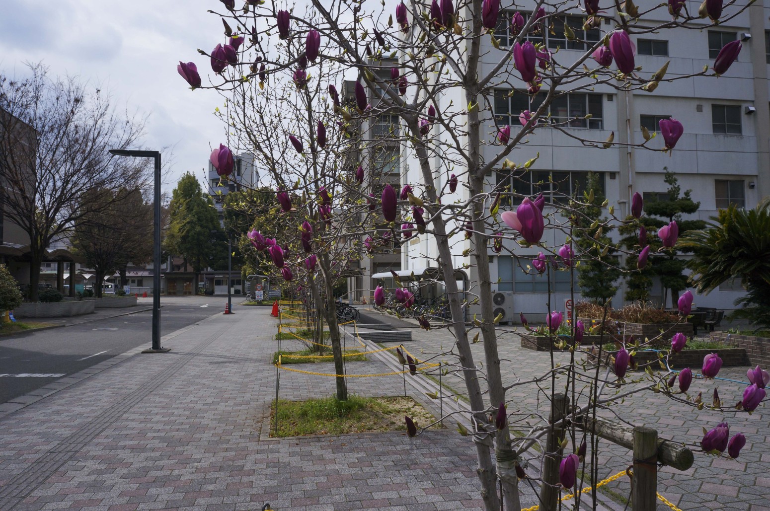 愛媛大学の花々２４１
