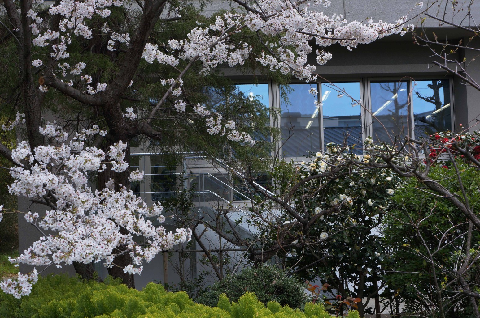 愛媛大学の花々２３６