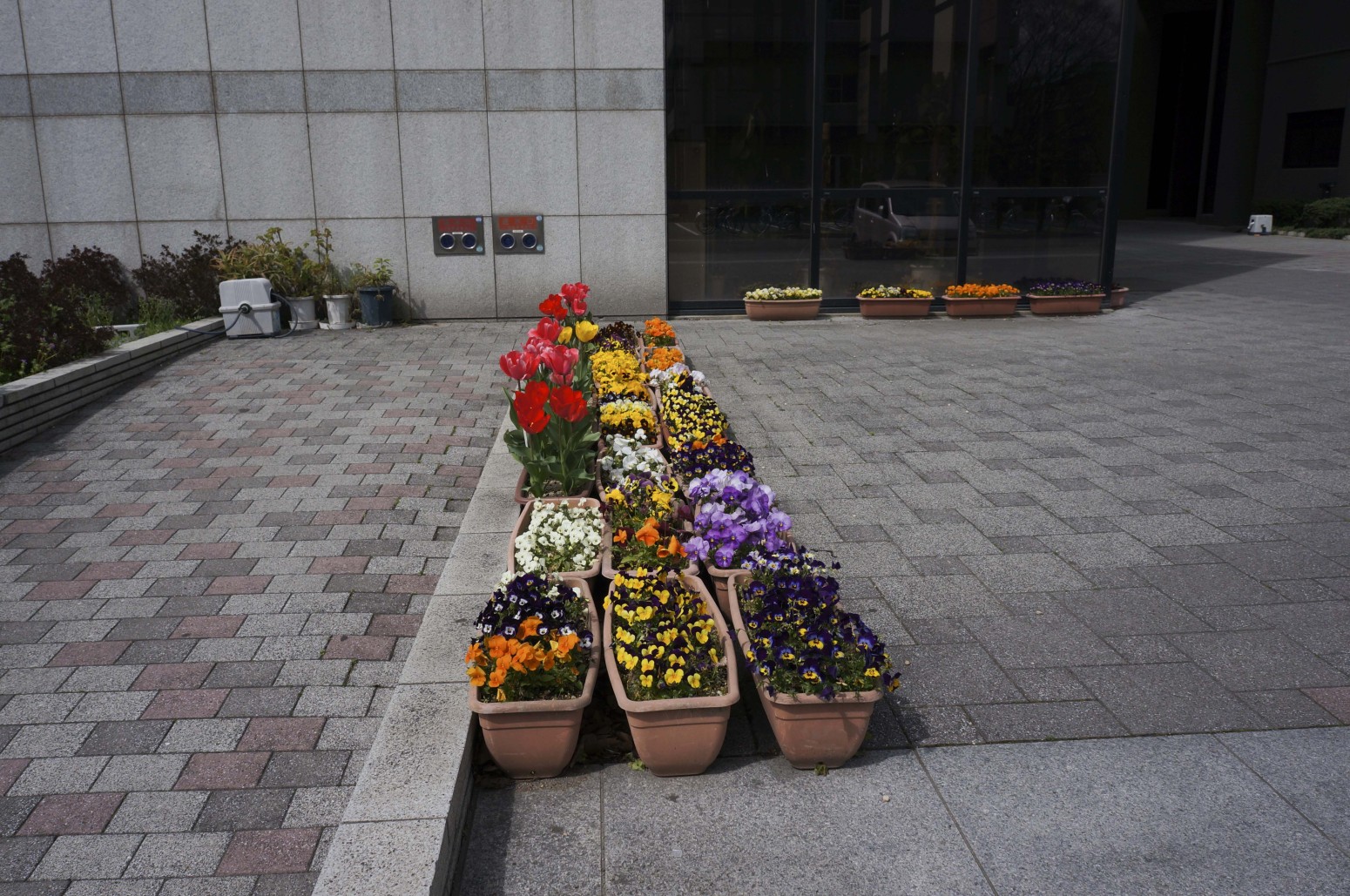愛媛大学の花々２４０