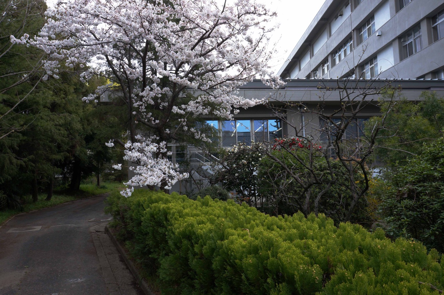 愛媛大学の花々２３７