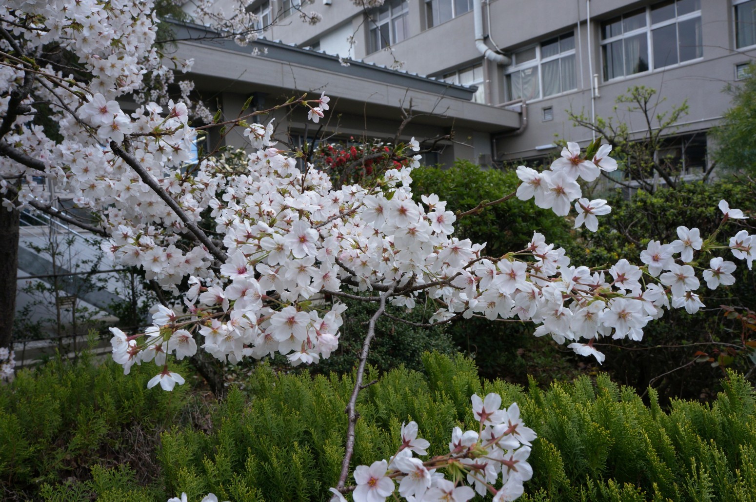 愛媛大学の花々２３８