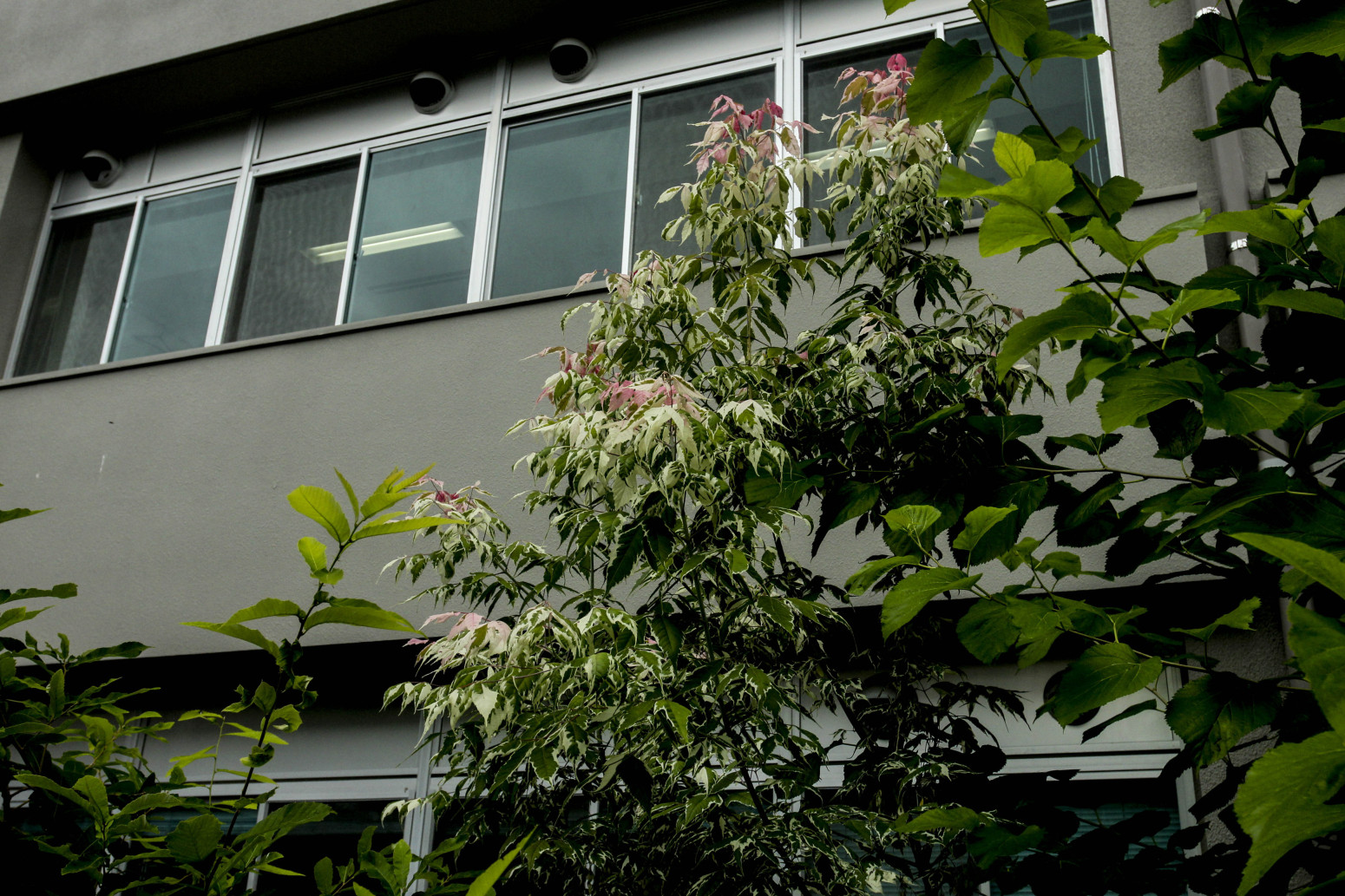 愛媛大学の花々１６３