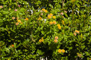 愛媛大学四季の花々