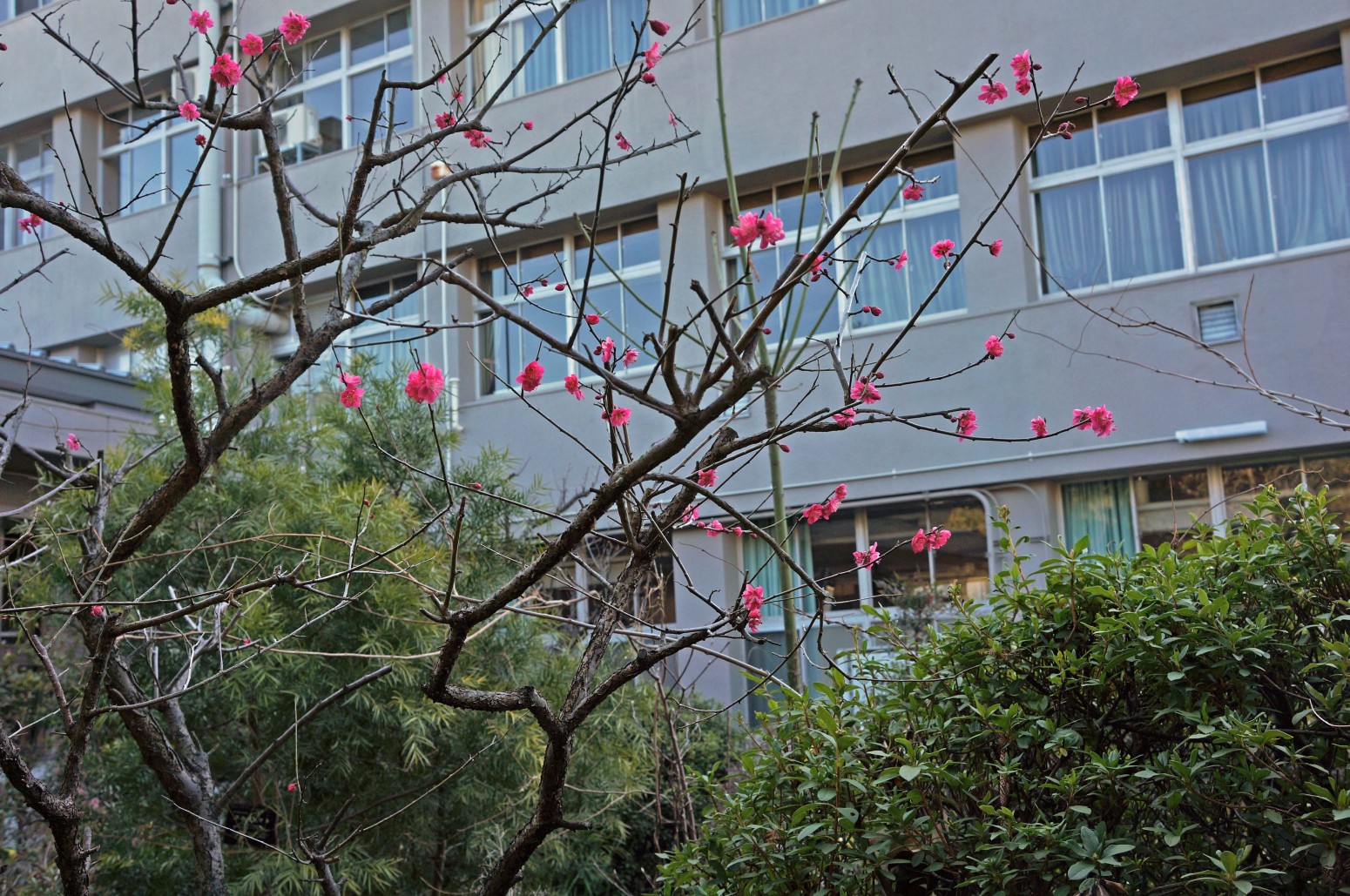 愛媛大学の花々１３０
