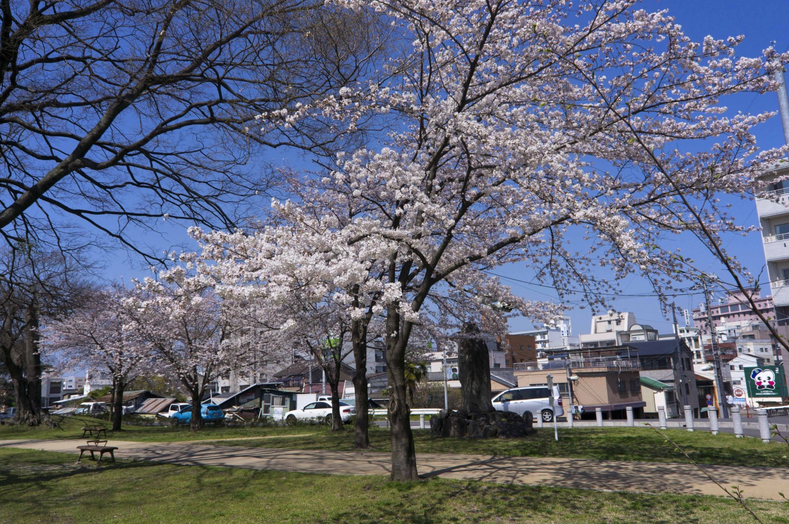 石手川　桜