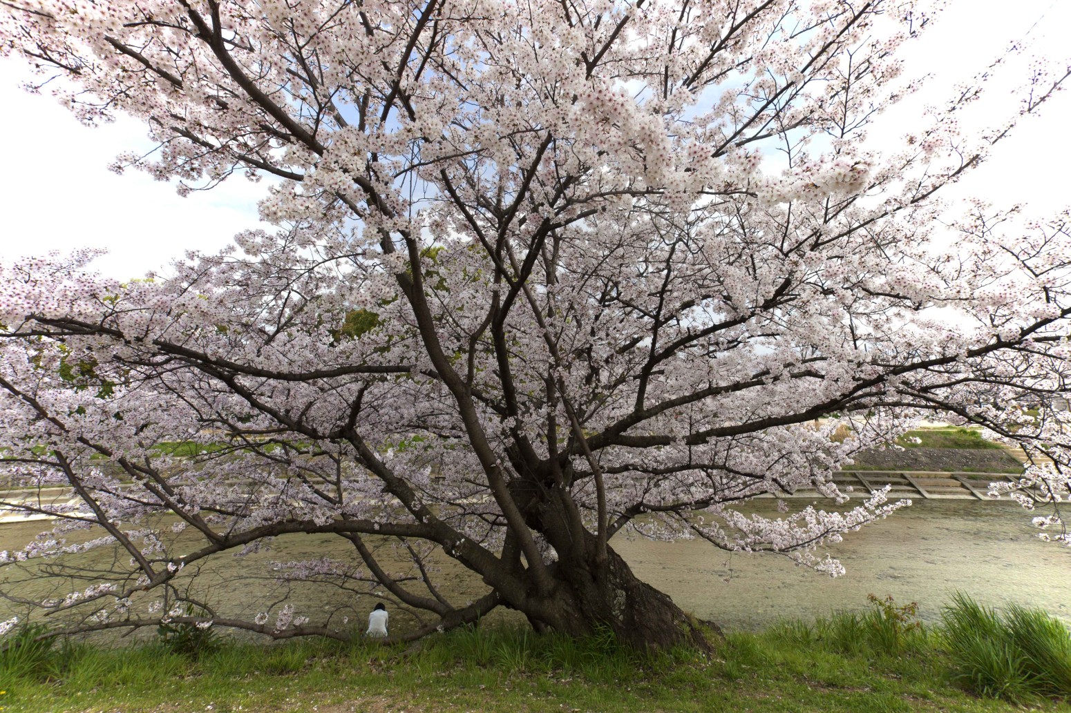 石手川　桜