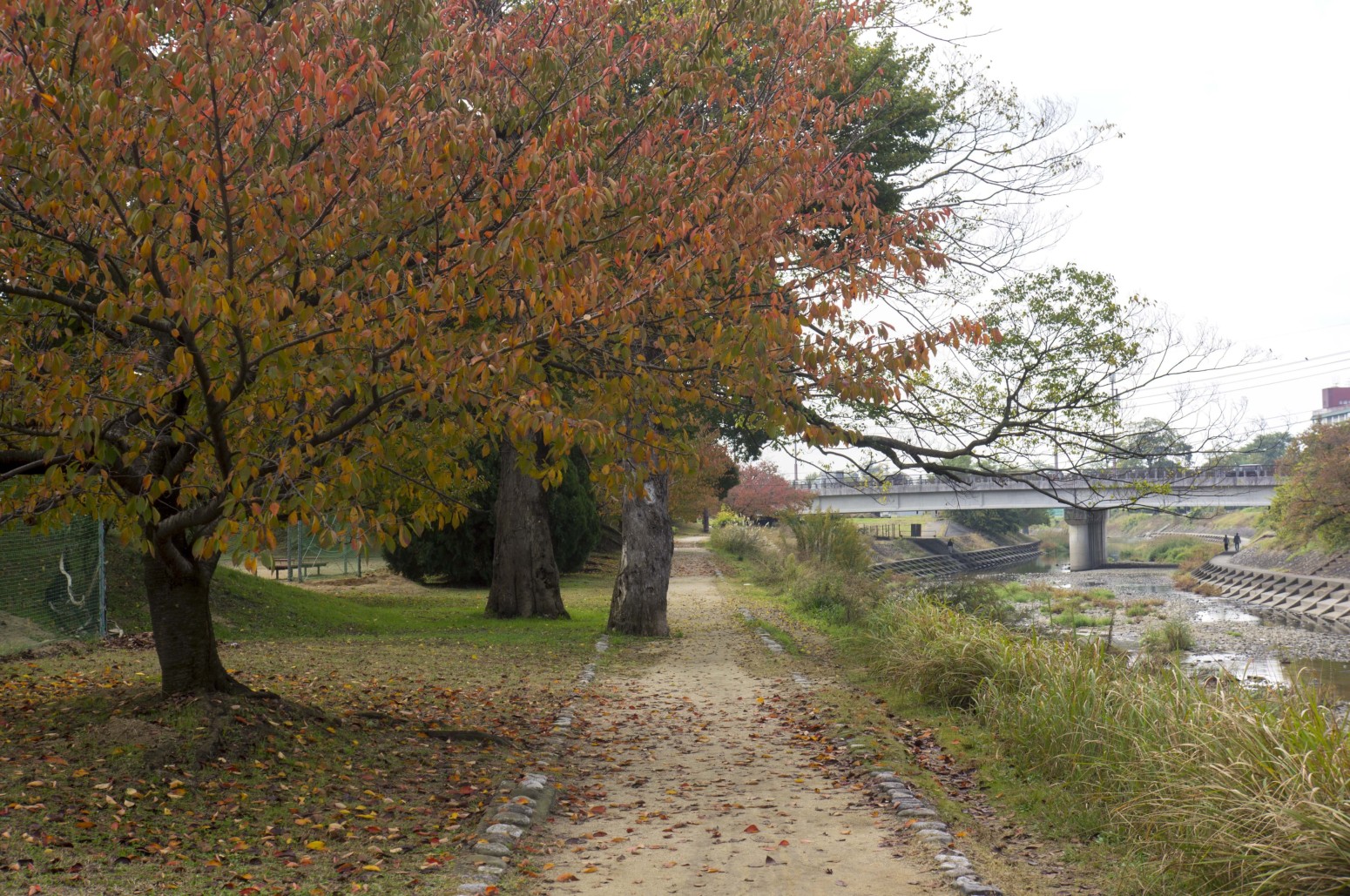 秋の石手川