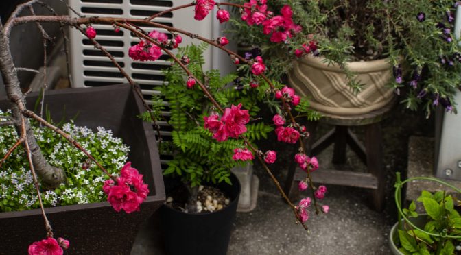 我が家の桃の花が満開となりましたを投稿します