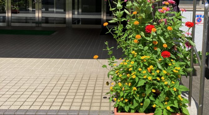 愛媛大学四季の花々　６月から７月までを投稿します
