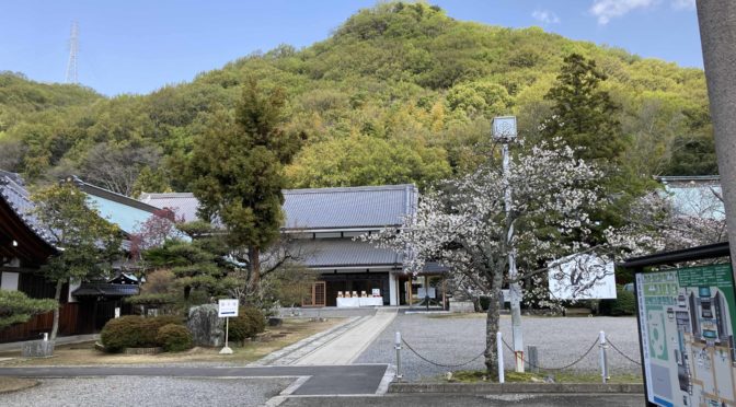 愛媛県護国神社、愛媛万葉苑に桜が咲いたを投稿します