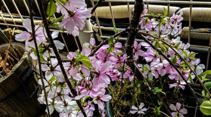 今年もわが家の桜が咲きましたを投稿します