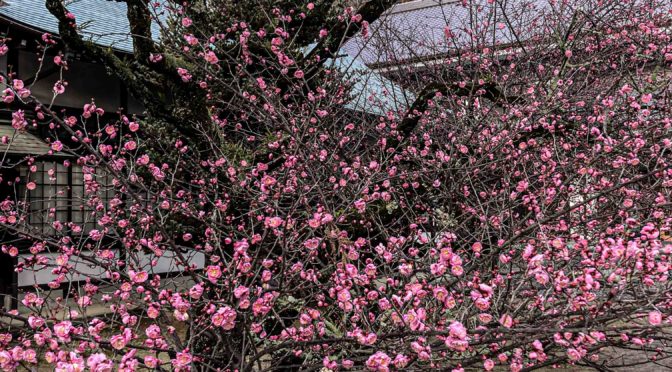 令和6年の愛媛県護国神社参拝、愛媛万葉苑の散策を投稿します