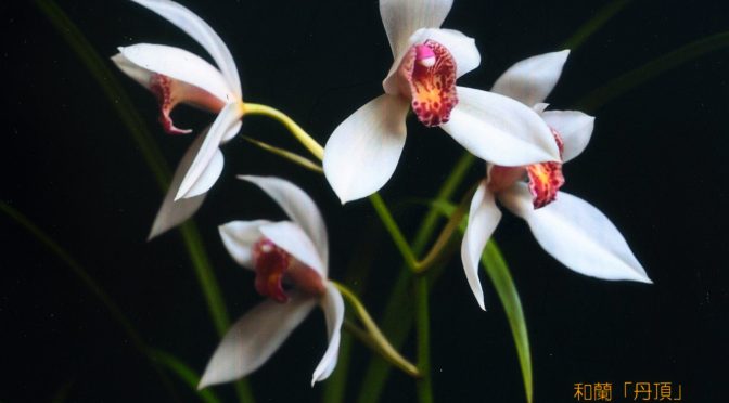 元気を頂く花の便りが有りました