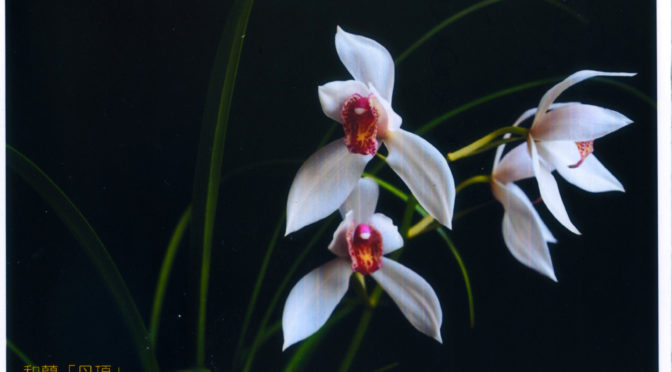 伊藤さんから猛暑に負けないようにとのお便りを頂きました